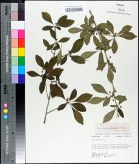 Ilex longipes image