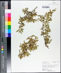 Ilex cassine var. myrtifolia image