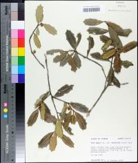 Ilex opaca var. arenicola image