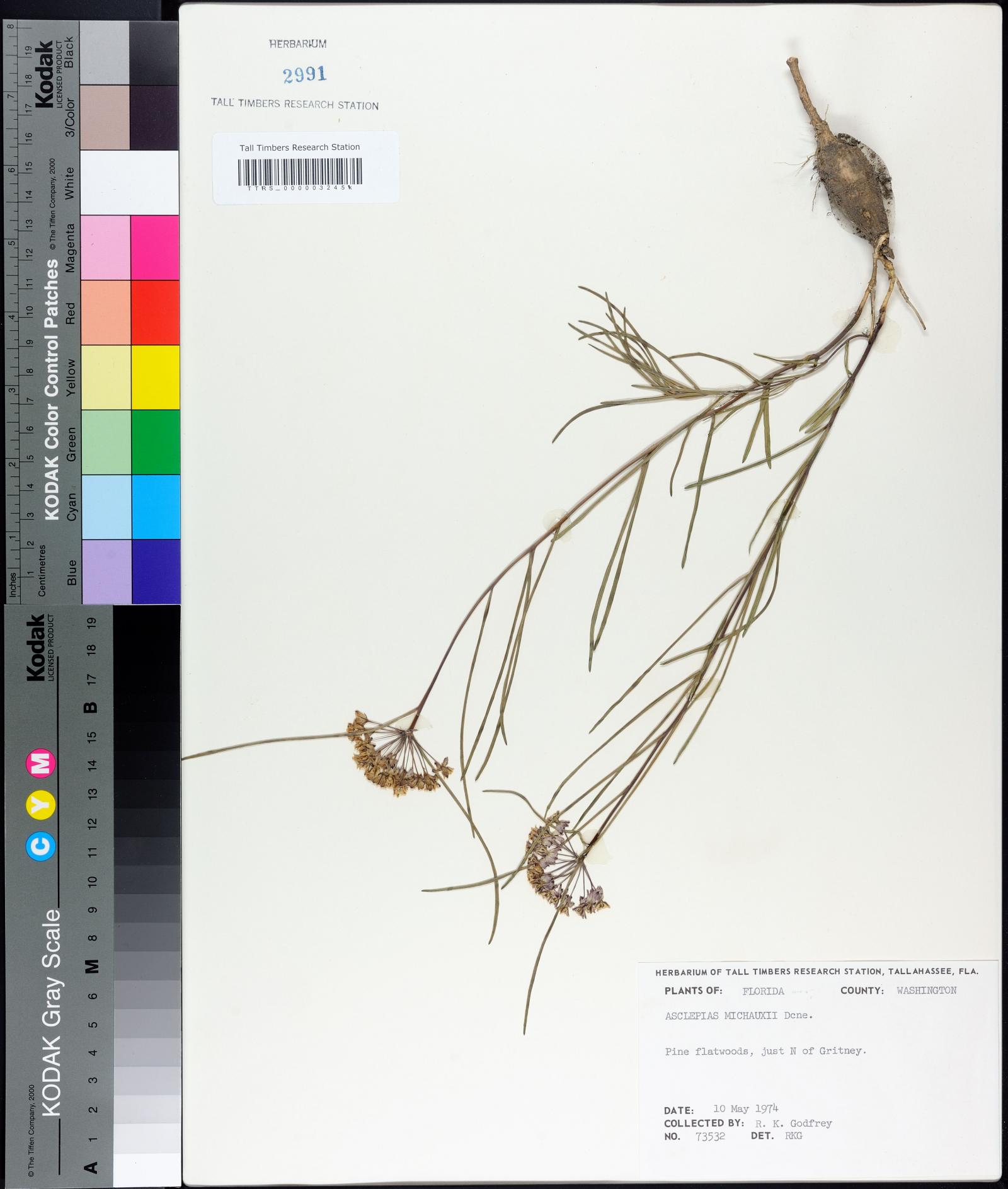 Asclepias michauxii image