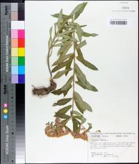 Asclepias tuberosa image