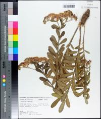 Asclepias tuberosa image