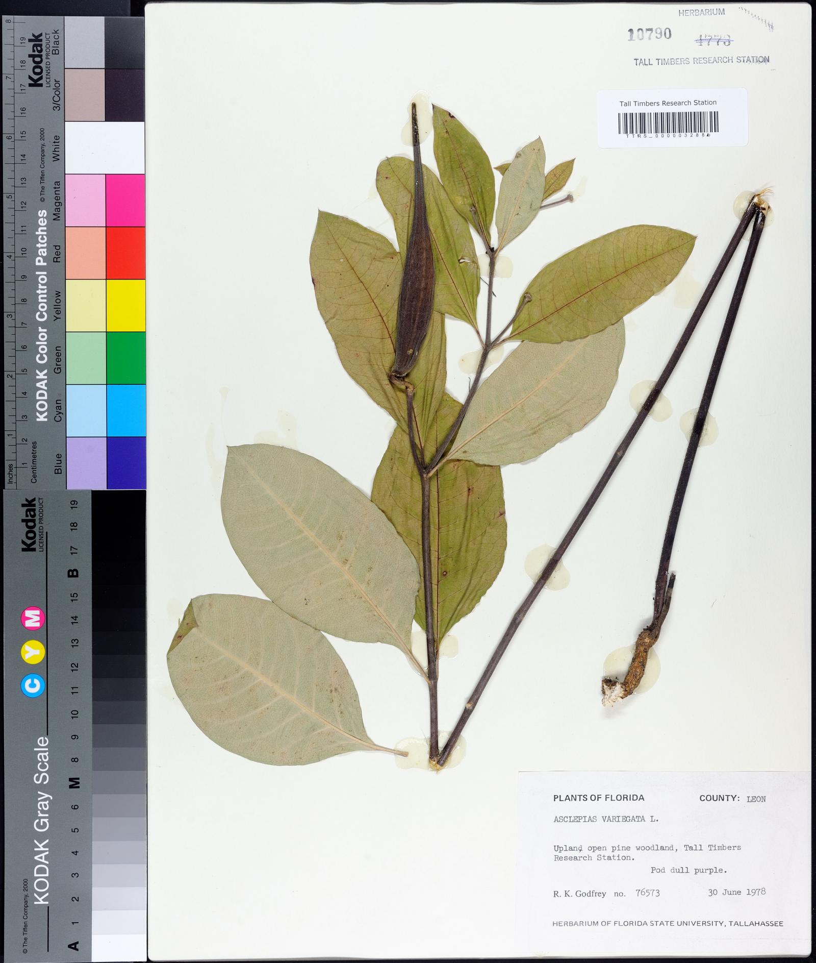 Asclepias variegata image