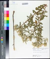 Sericocarpus tortifolius image