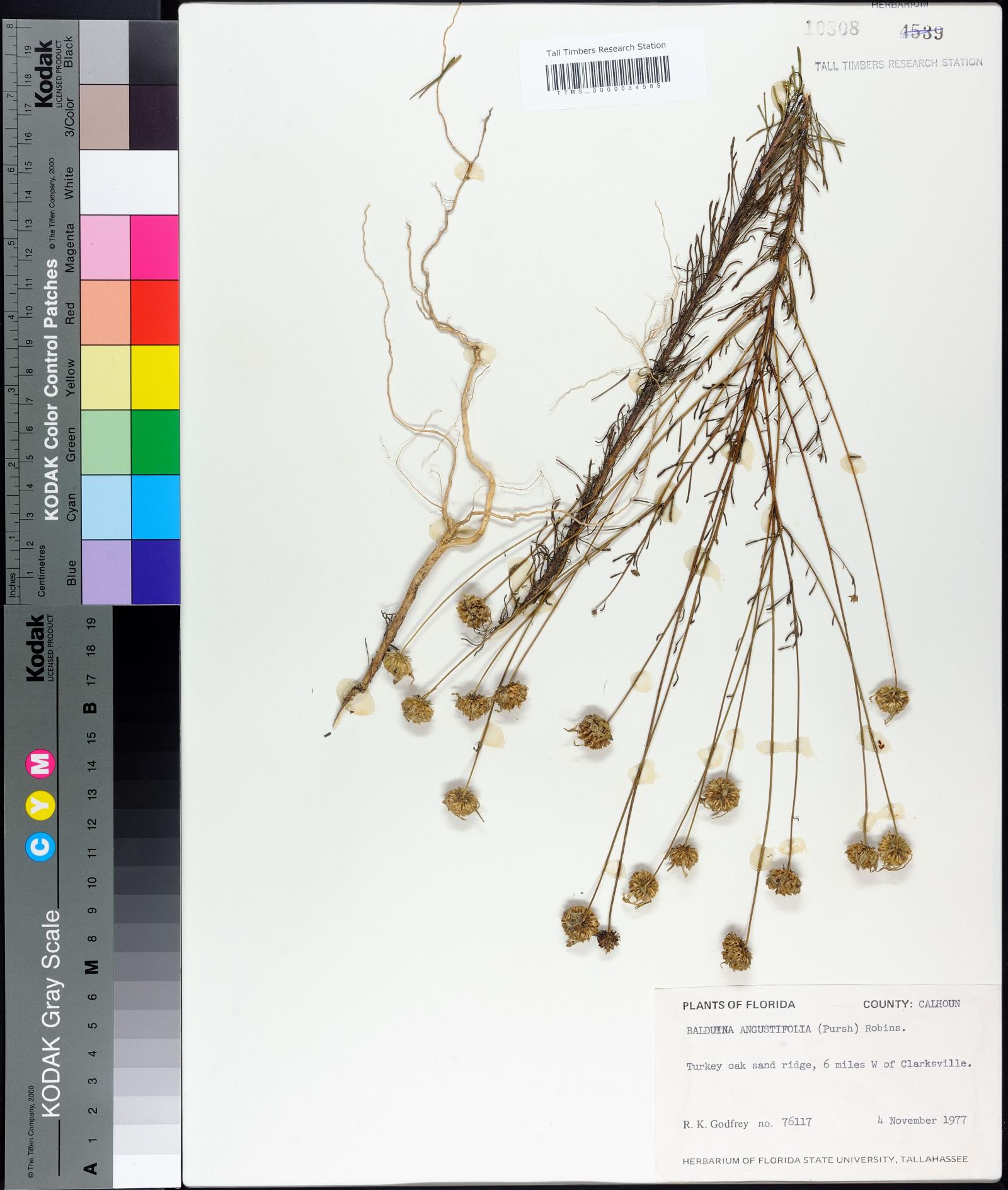 Balduina angustifolia image