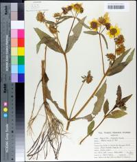 Bidens laevis image