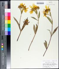 Bidens laevis image