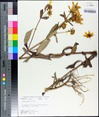 Bidens laevis image