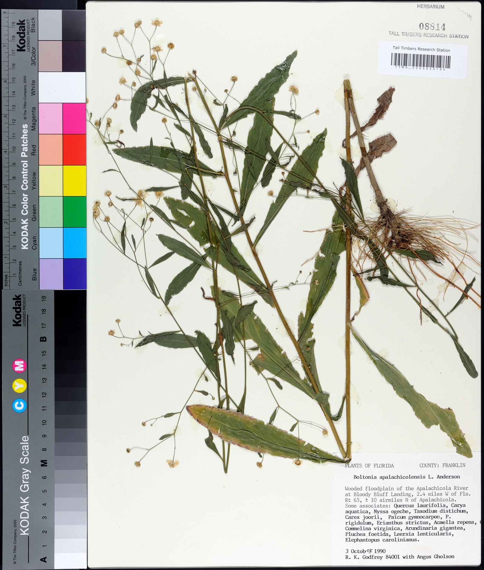 Boltonia apalachicolensis image