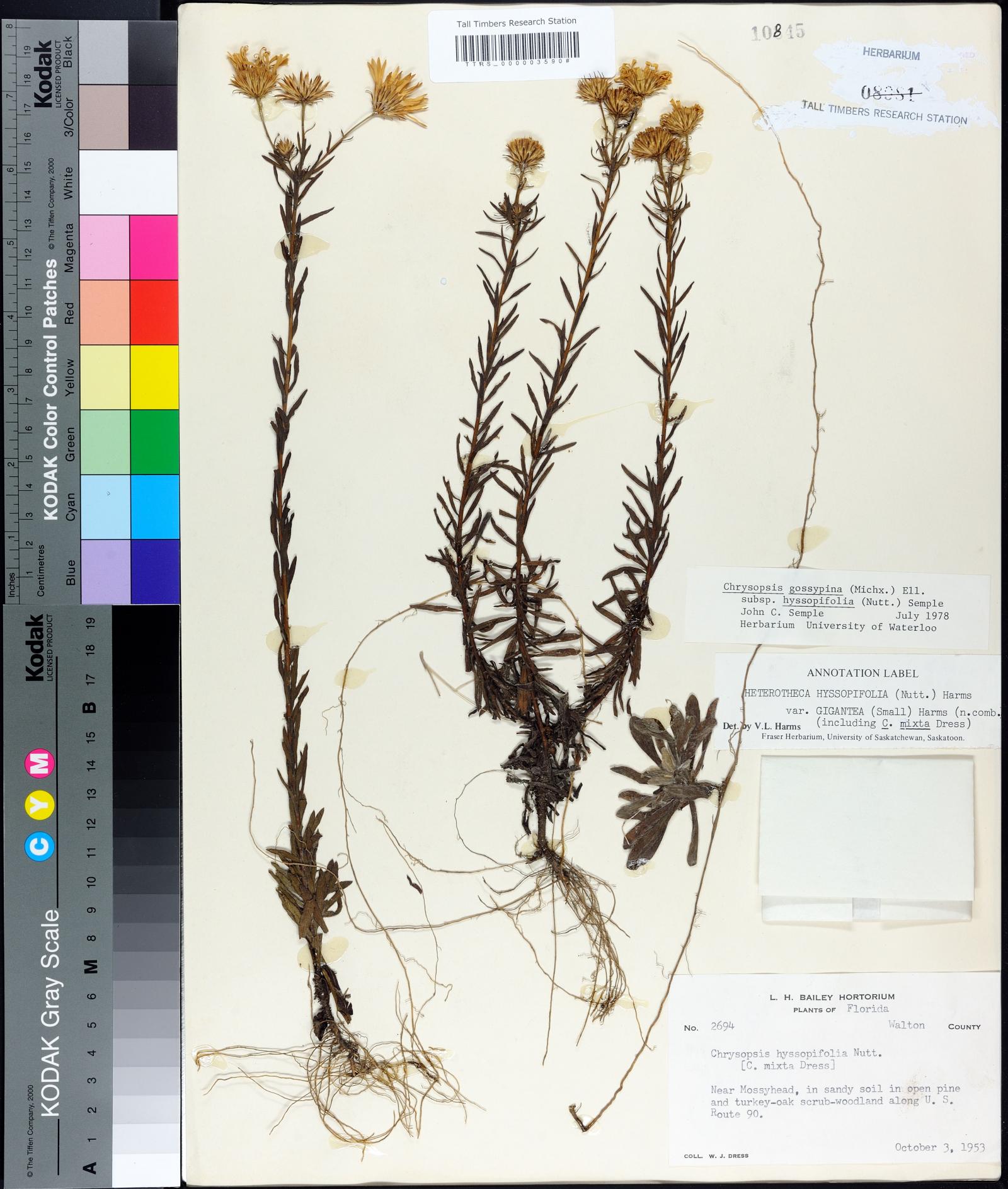 Chrysopsis gossypina subsp. hyssopifolia image