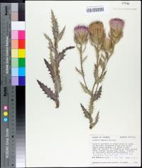 Cirsium horridulum image