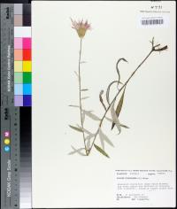 Cirsium virginianum image