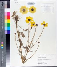 Coreopsis basalis image