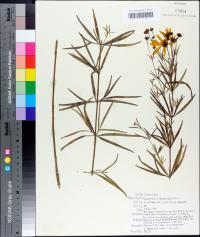 Coreopsis delphiniifolia image