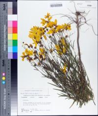 Coreopsis delphiniifolia image