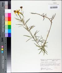 Coreopsis delphiniifolia image