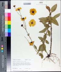 Coreopsis integrifolia image