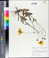 Coreopsis lanceolata image