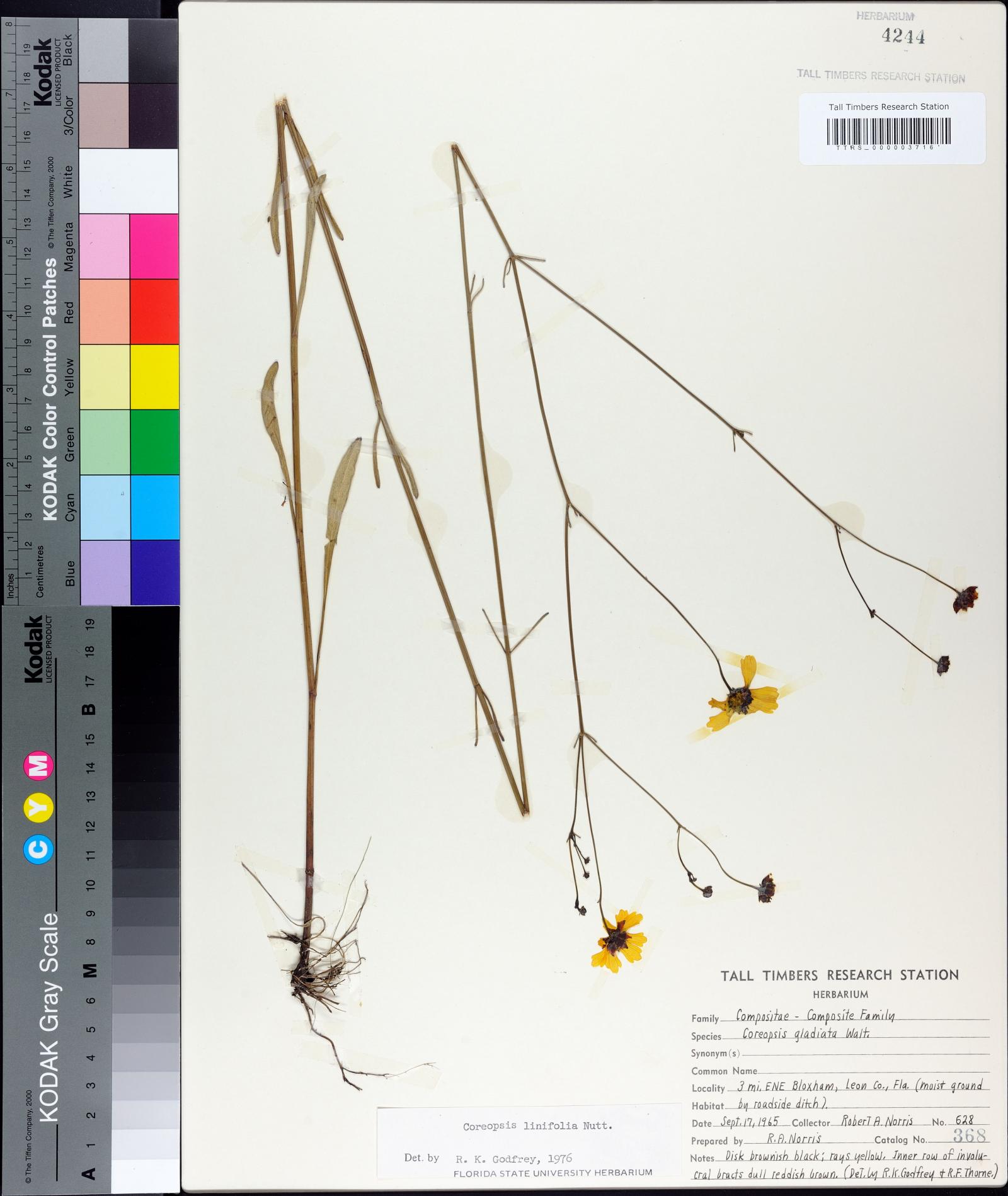 Coreopsis linifolia image