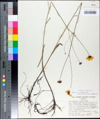 Coreopsis linifolia image