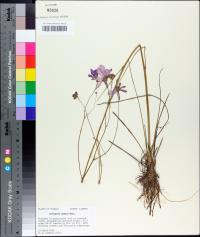 Coreopsis nudata image