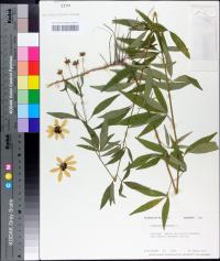 Coreopsis tripteris image