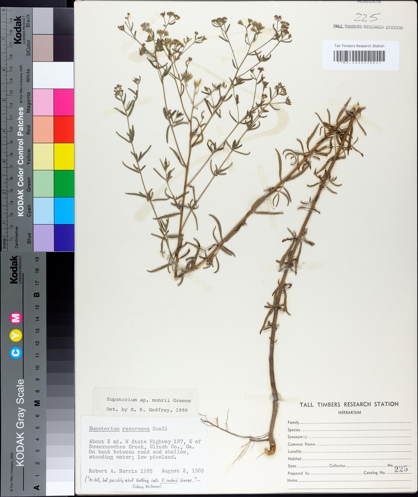 Eupatorium mohrii image