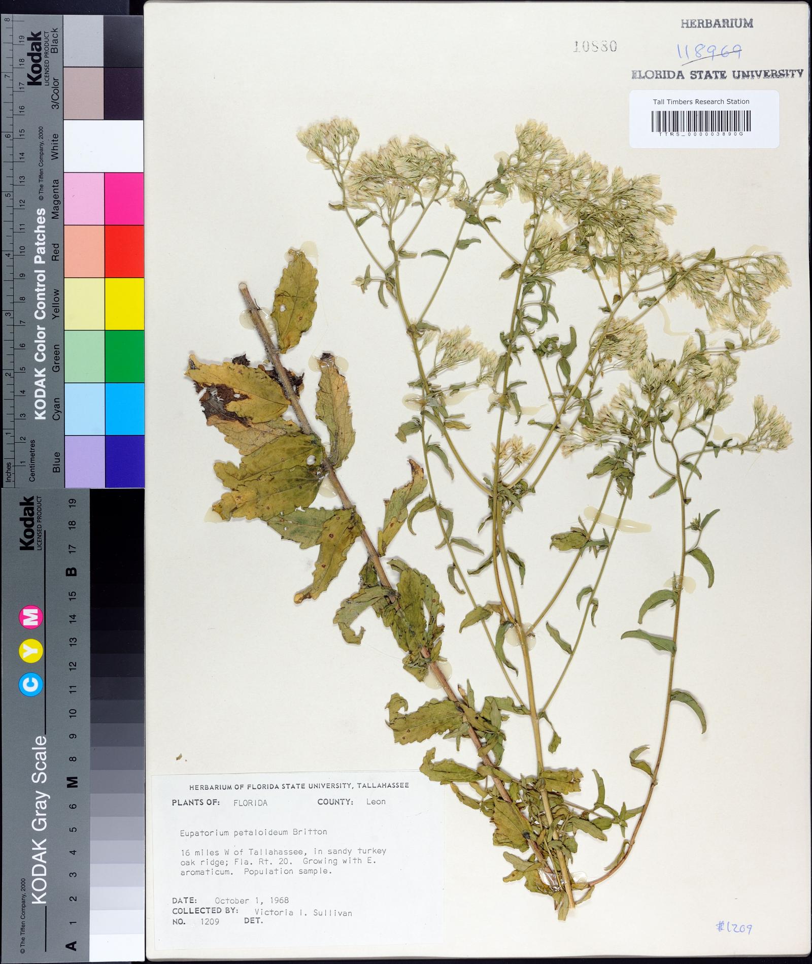 Eupatorium album image