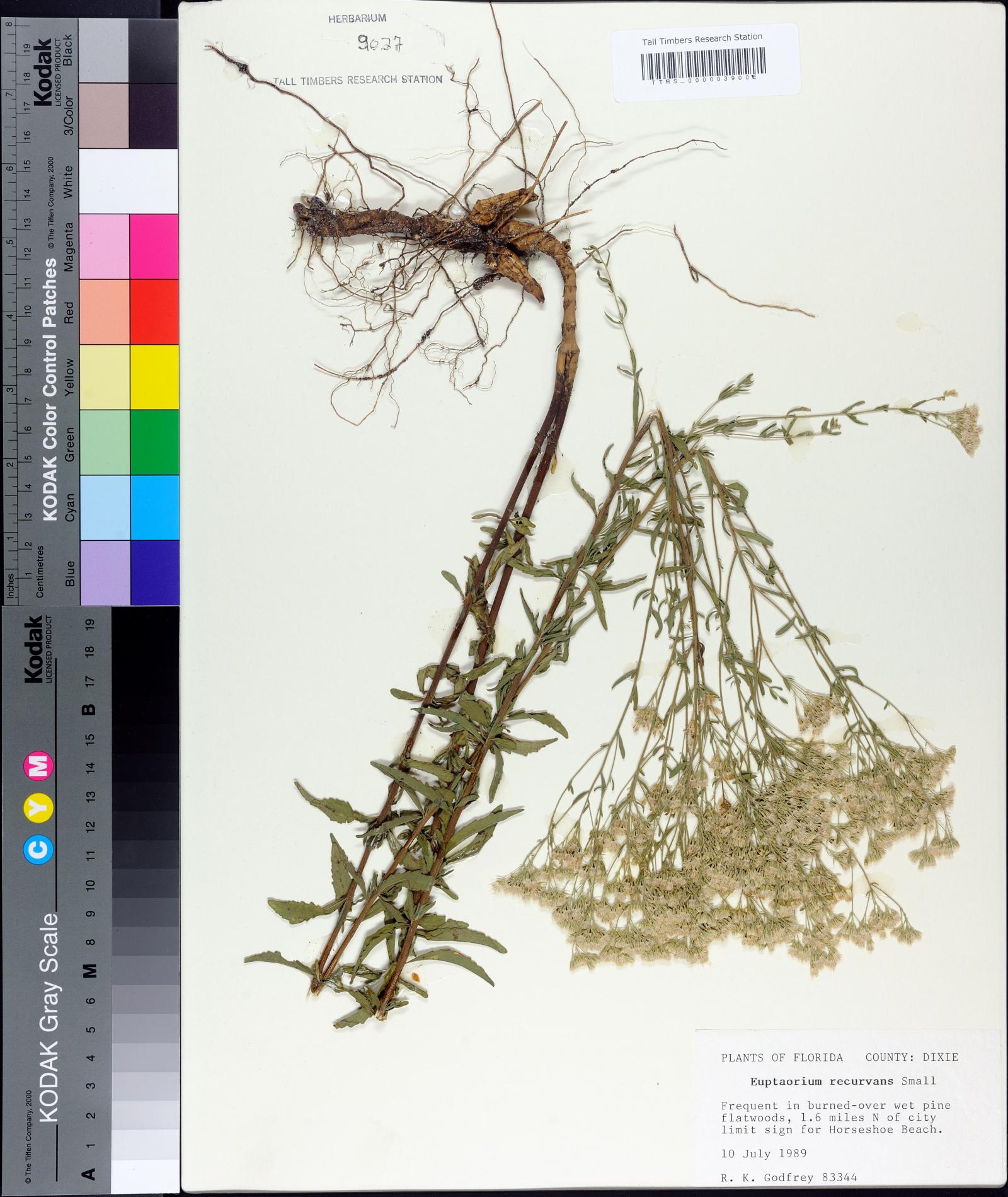 Eupatorium mohrii image