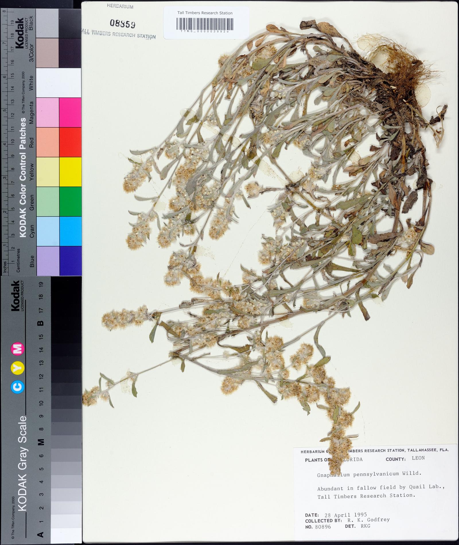 Gamochaeta pensylvanica image