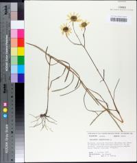 Helianthus angustifolius image