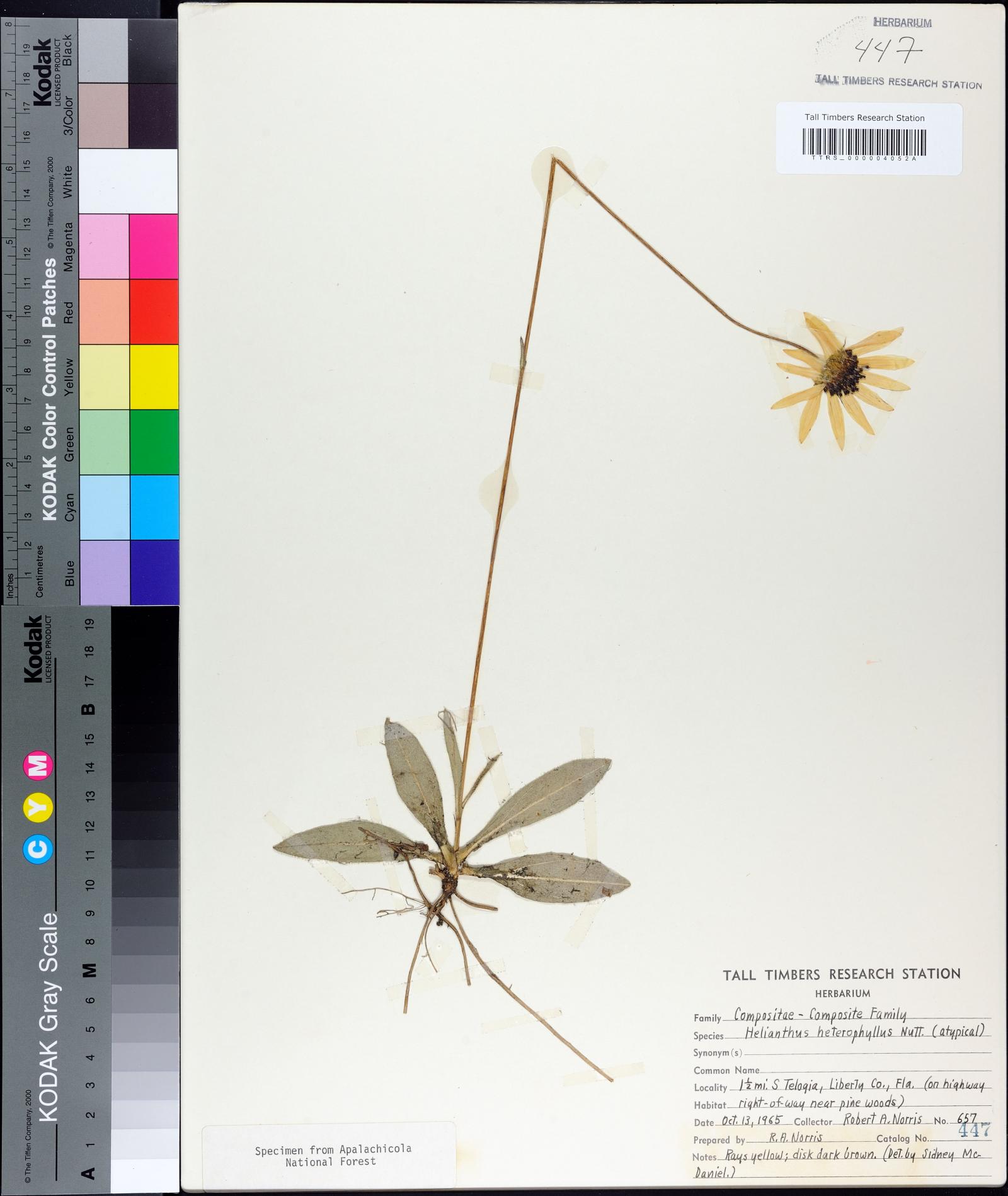 Helianthus heterophyllus image
