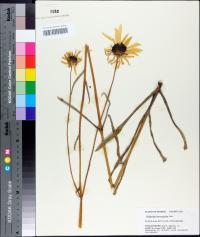 Helianthus heterophyllus image