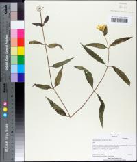 Helianthus hirsutus image