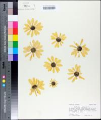 Helianthus simulans image