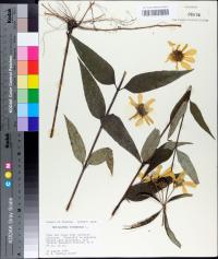 Helianthus strumosus image