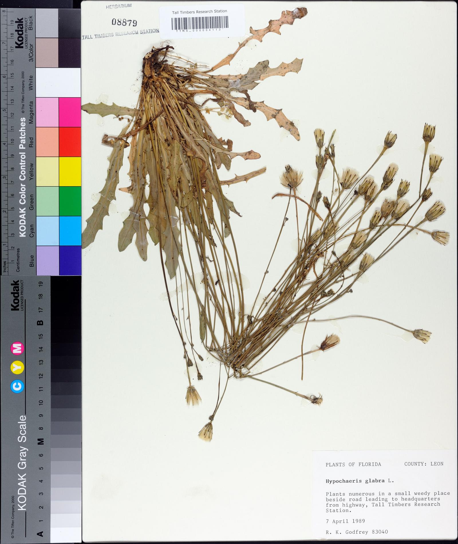 Hypochaeris glabra image