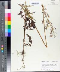 Lactuca canadensis image