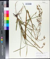 Lactuca graminifolia image