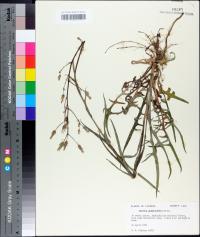 Lactuca graminifolia image