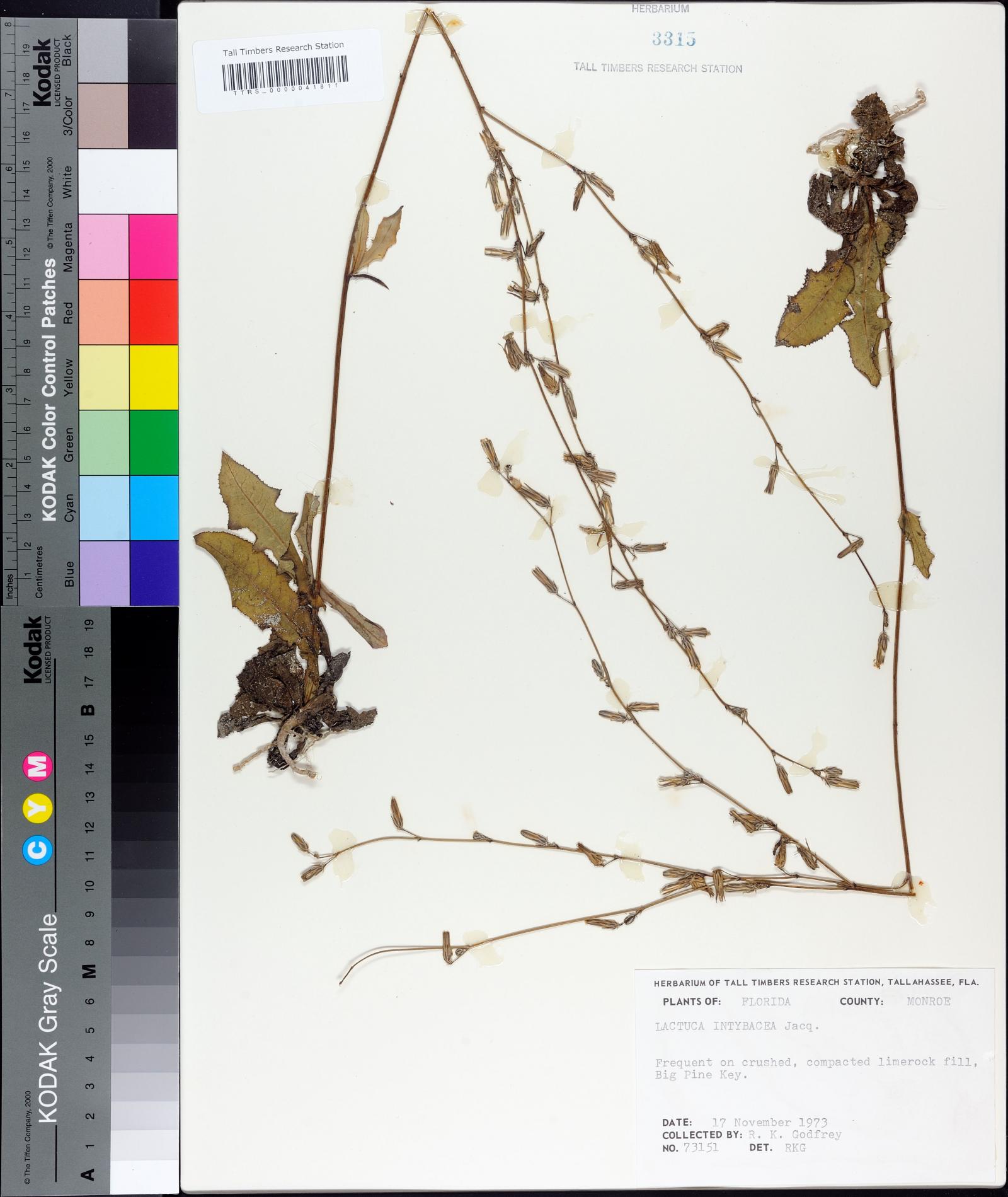 Launaea intybacea image