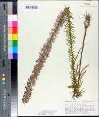 Liatris elegans image