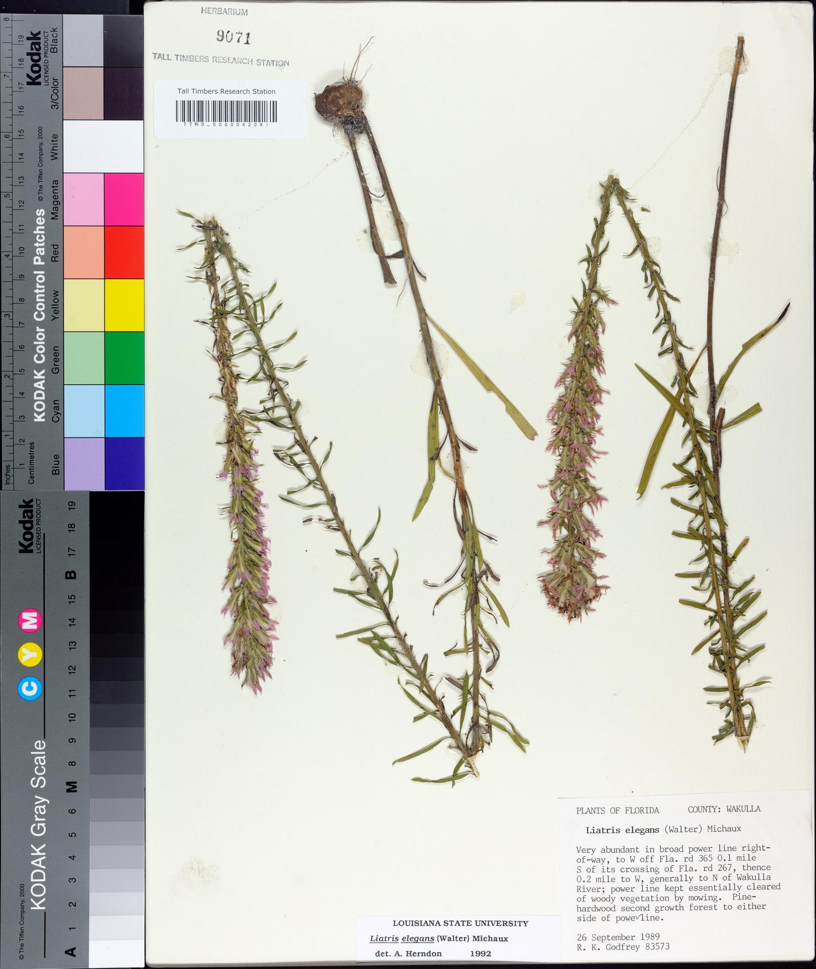 Liatris elegans image