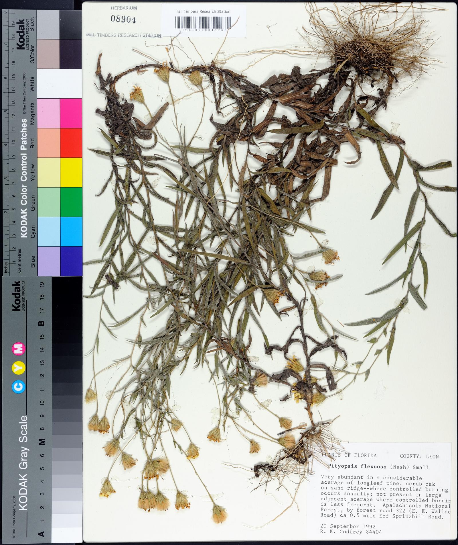 Pityopsis flexuosa image