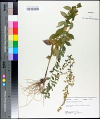 Solidago brachyphylla image