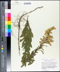 Solidago fistulosa image