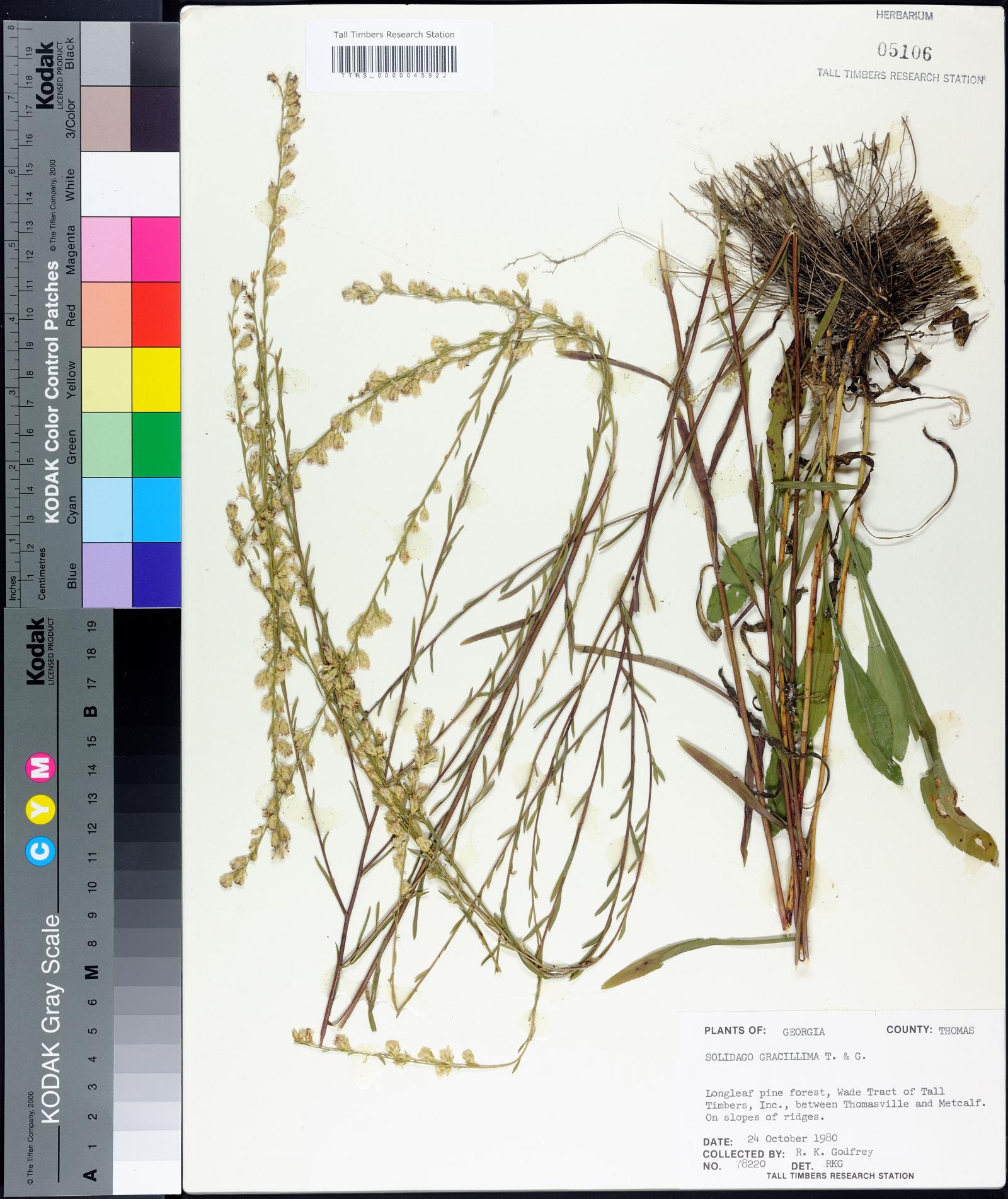 Solidago gracillima image