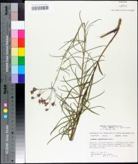 Vernonia angustifolia image