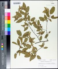 Carpinus caroliniana image