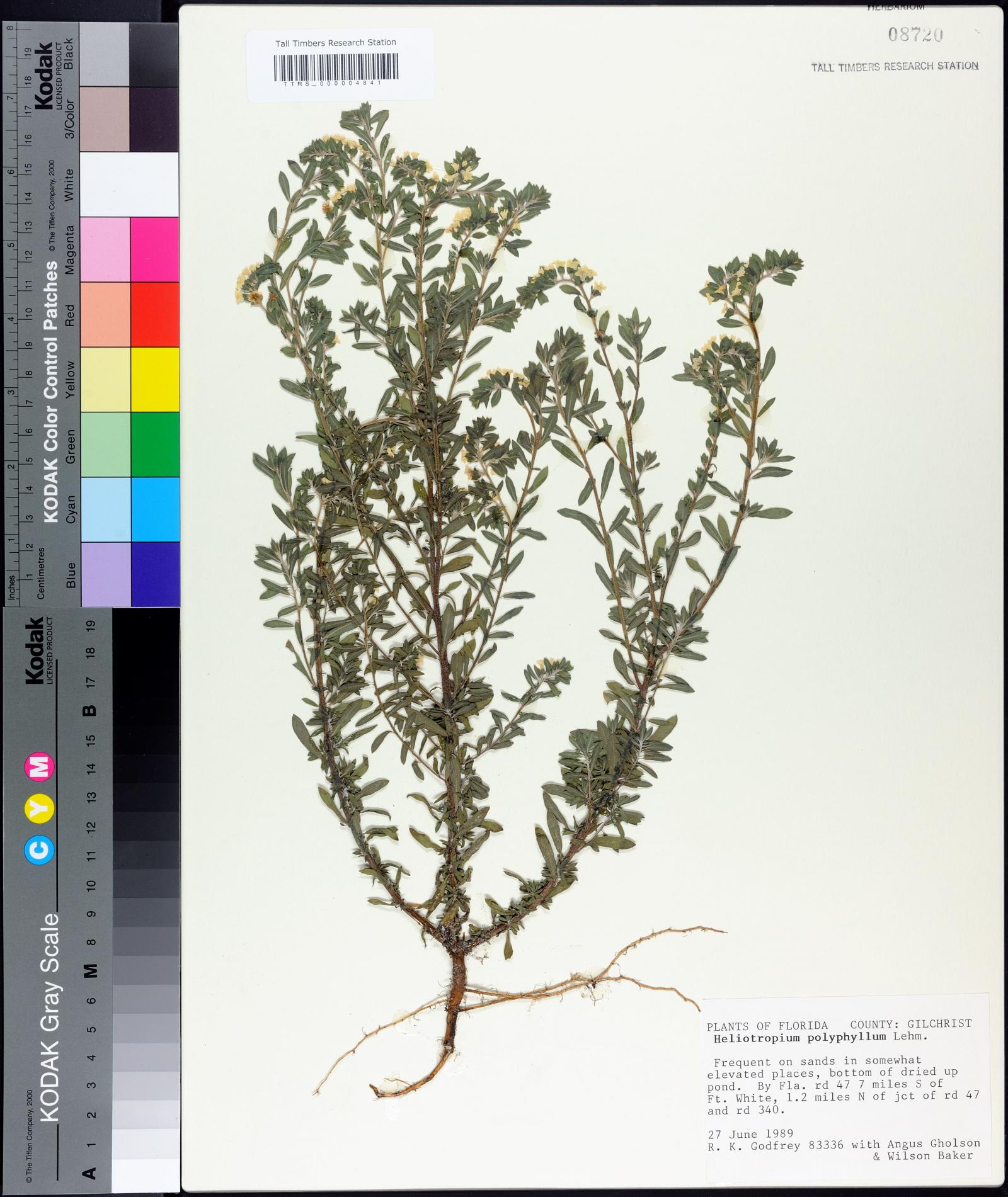 Heliotropium polyphyllum image